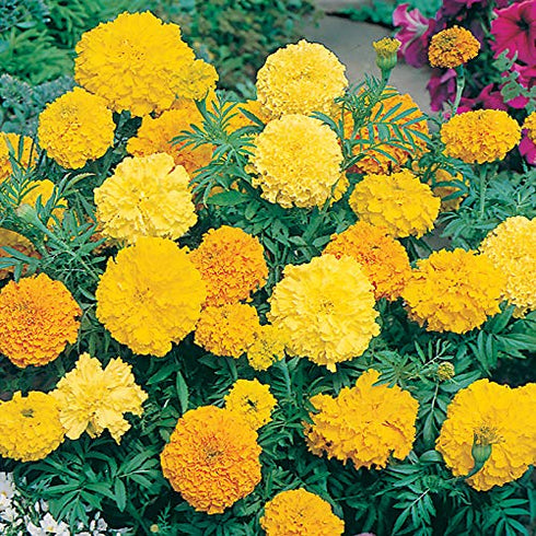 Countgreen Plus African Marigold Seeds